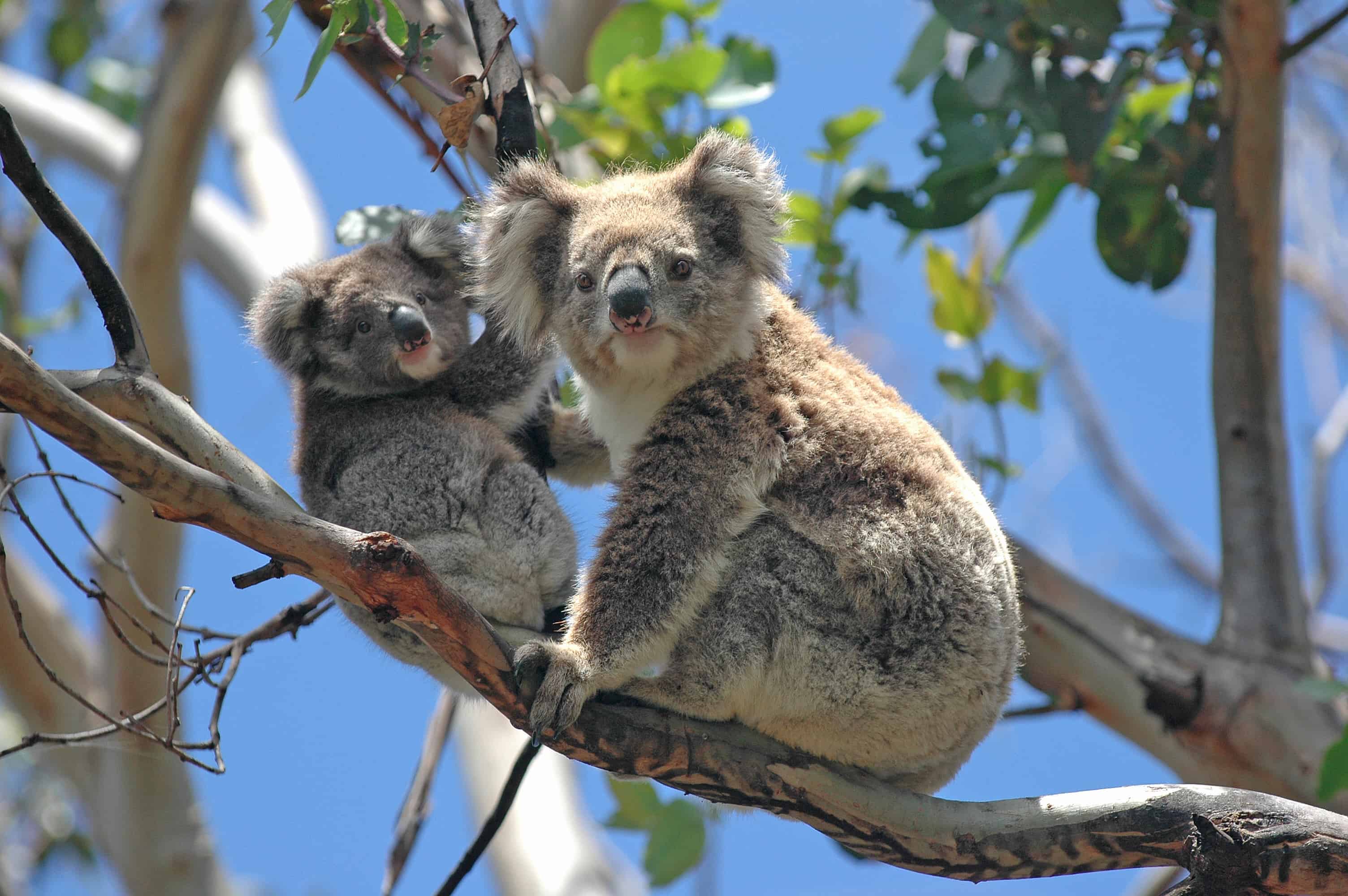 Australia