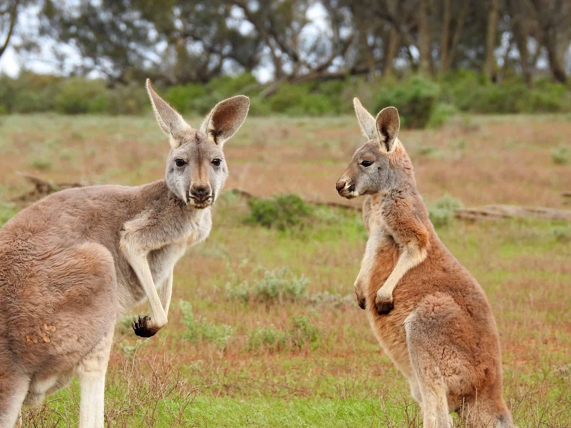 Australia
