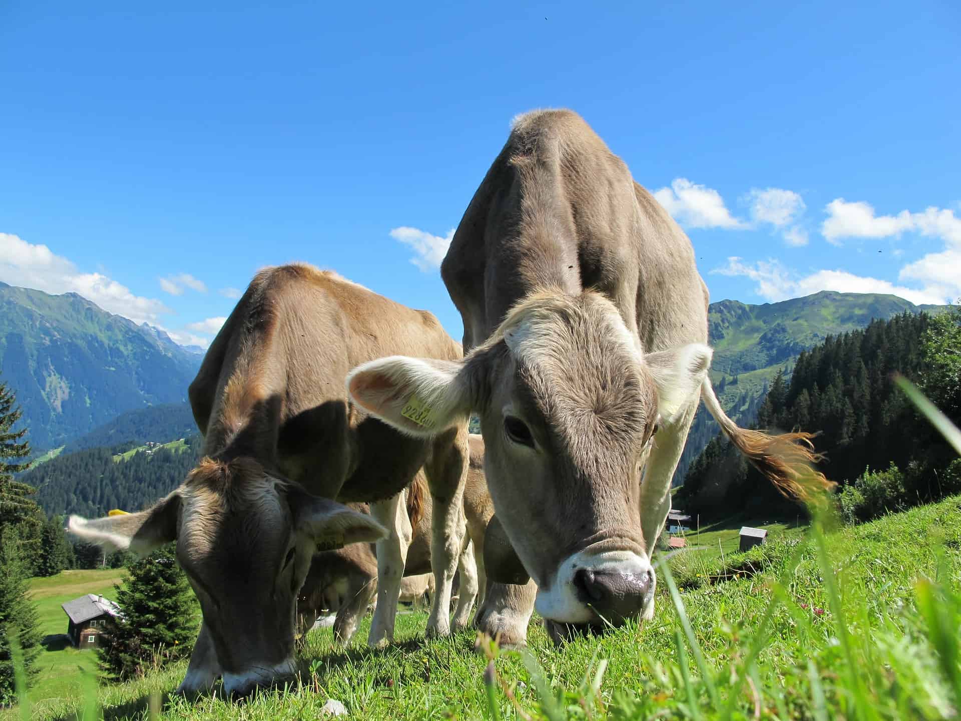 Austria