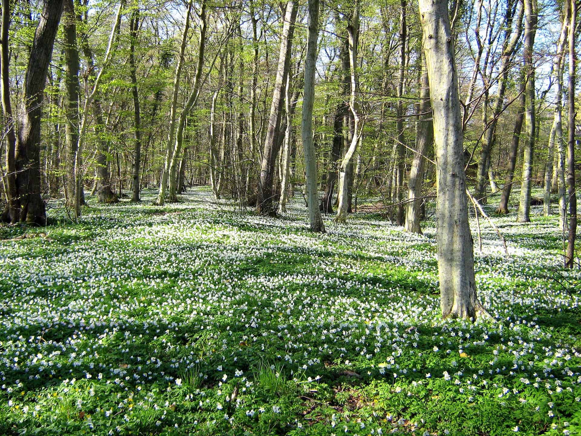 Denmark