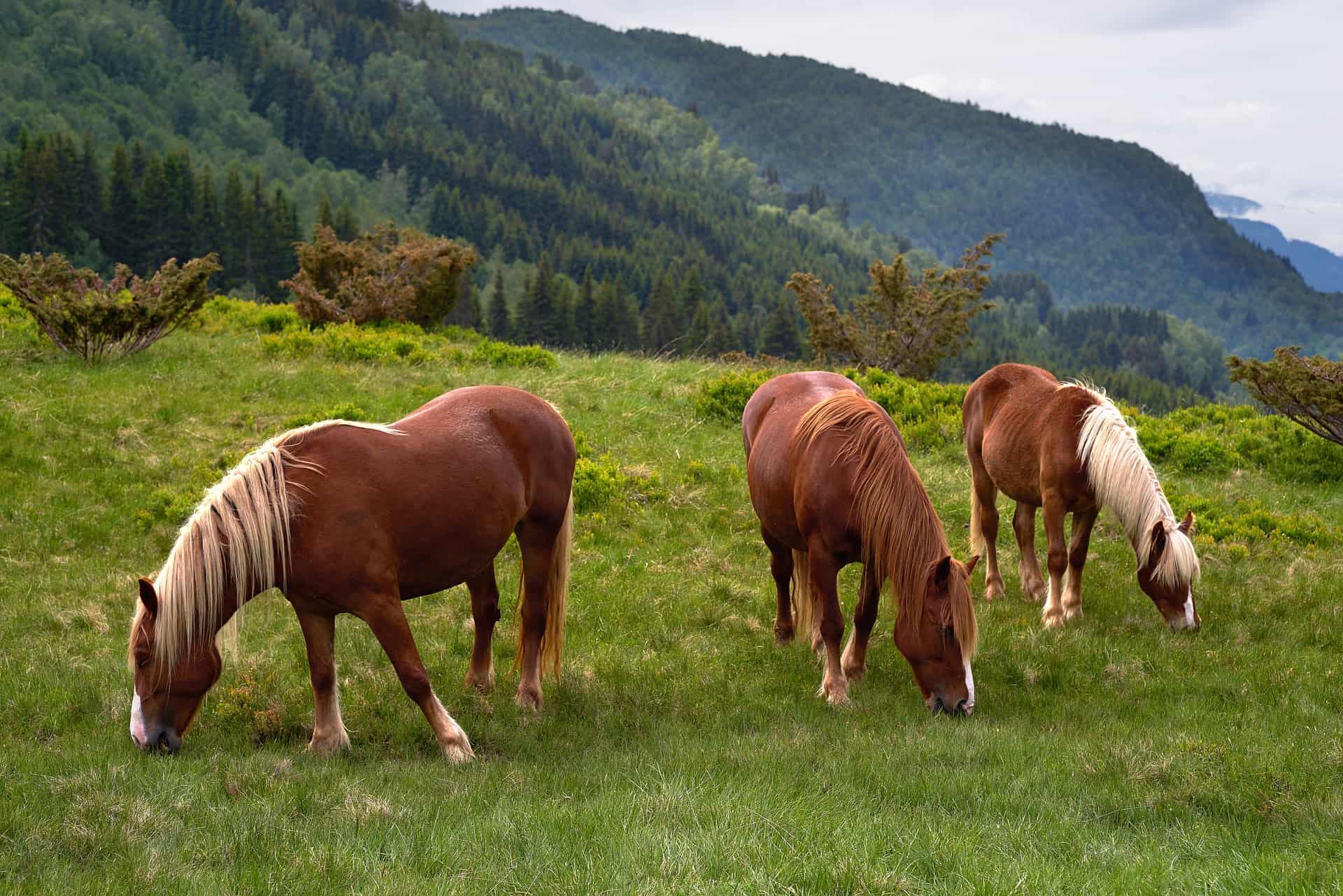 Norway