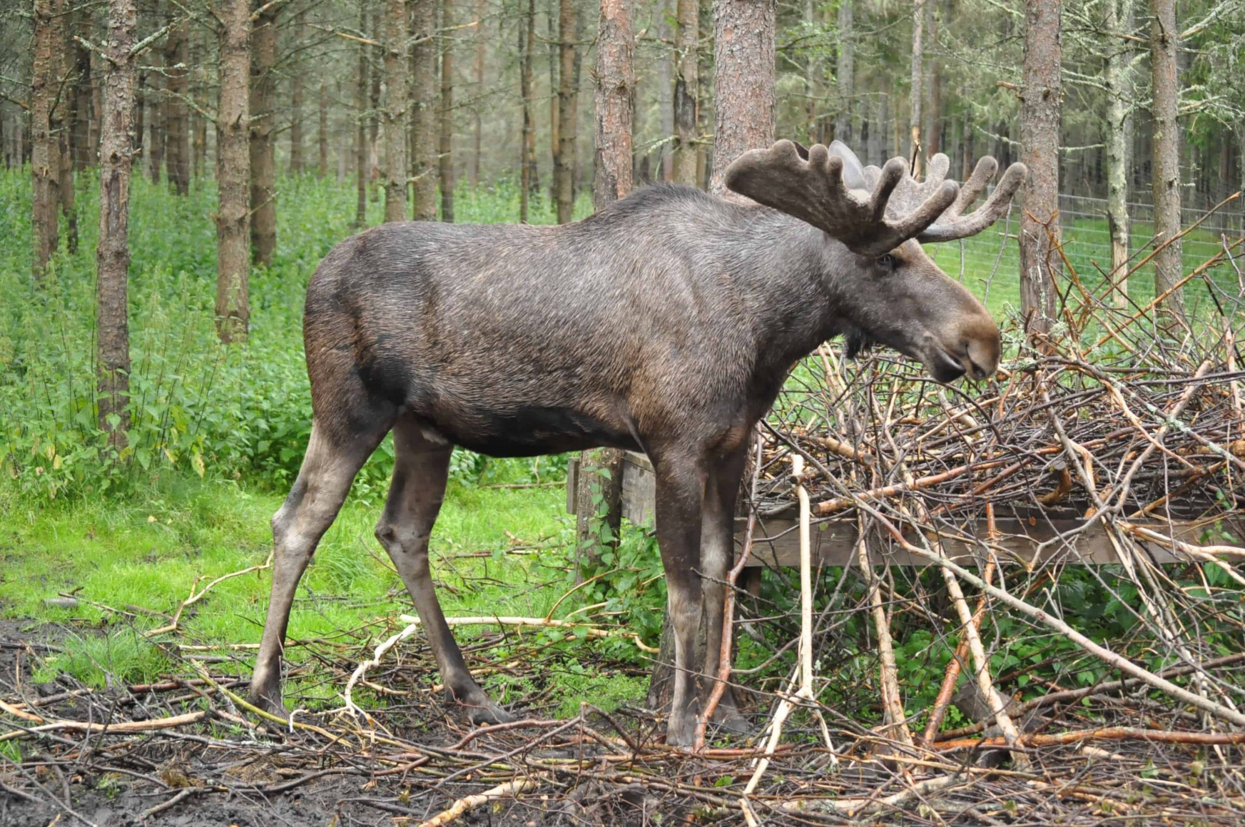 Sweden